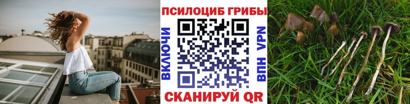 Псилоцибиновые грибы мухоморы  blacksprut вход  Кочубеевское 